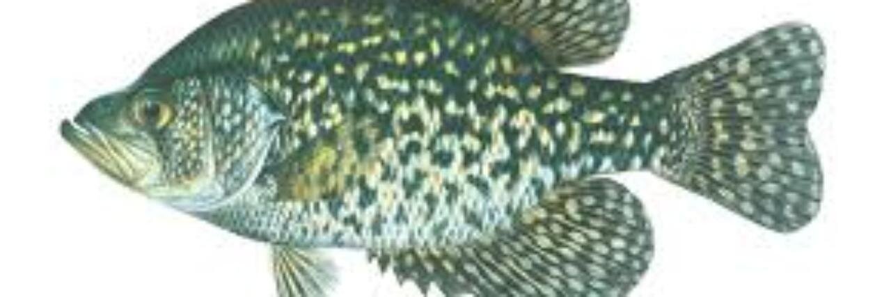 badfishingprobs's profile banner image