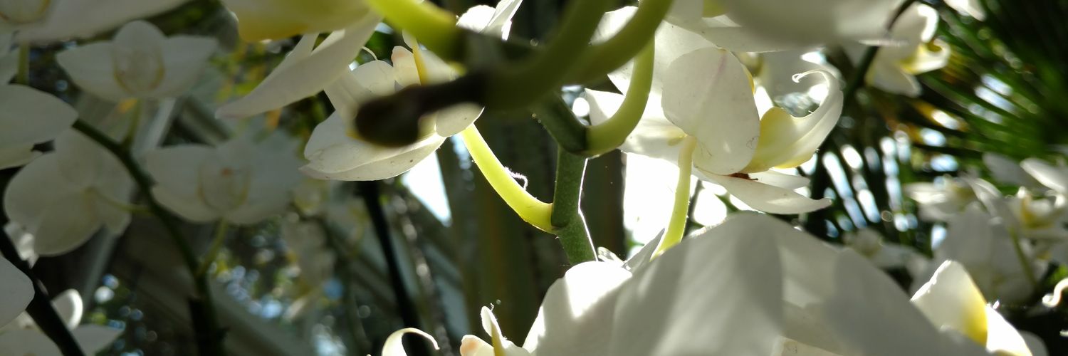 NWardsays's profile banner image