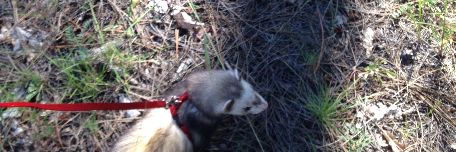 FerretThoughtss's profile banner image