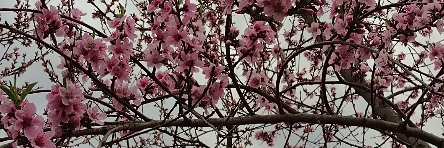 AgaCobra's profile banner image