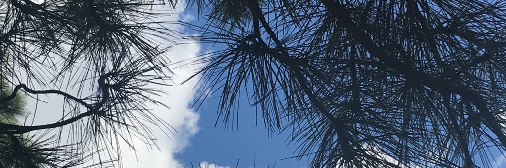 RybickiLizzy's profile banner image