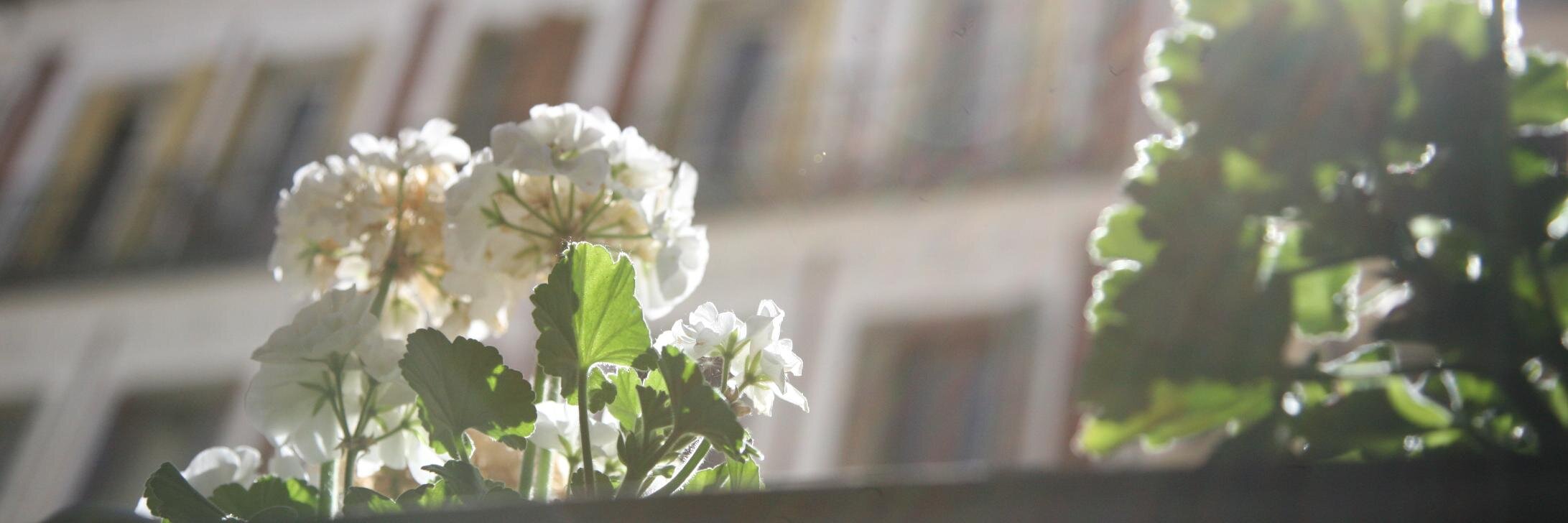 sully morland banner