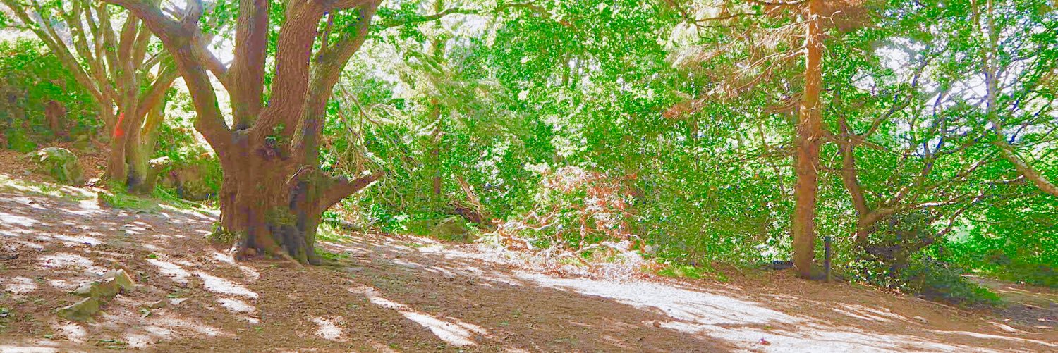 Petitrabbit2's profile banner image