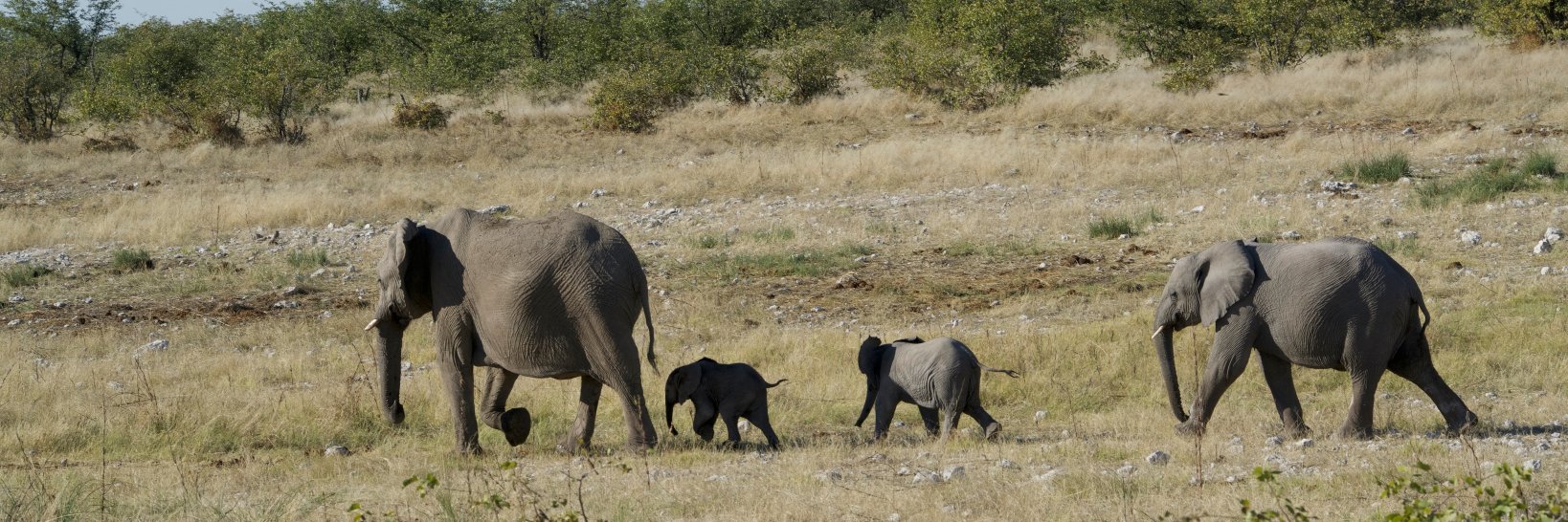 Abdur Rahim Biswas banner