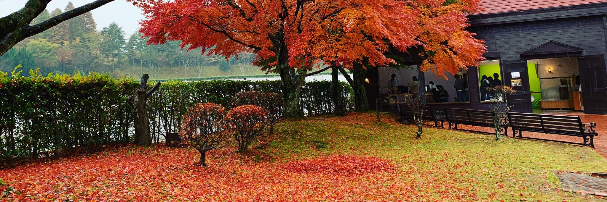 Wong Hoi Kin🍋 banner