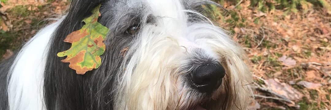 pbreborn's profile banner image