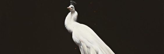 黒川健太郎 banner