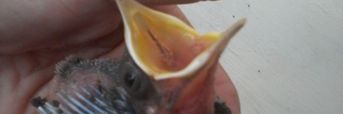 Leudimaroliveir's profile banner image