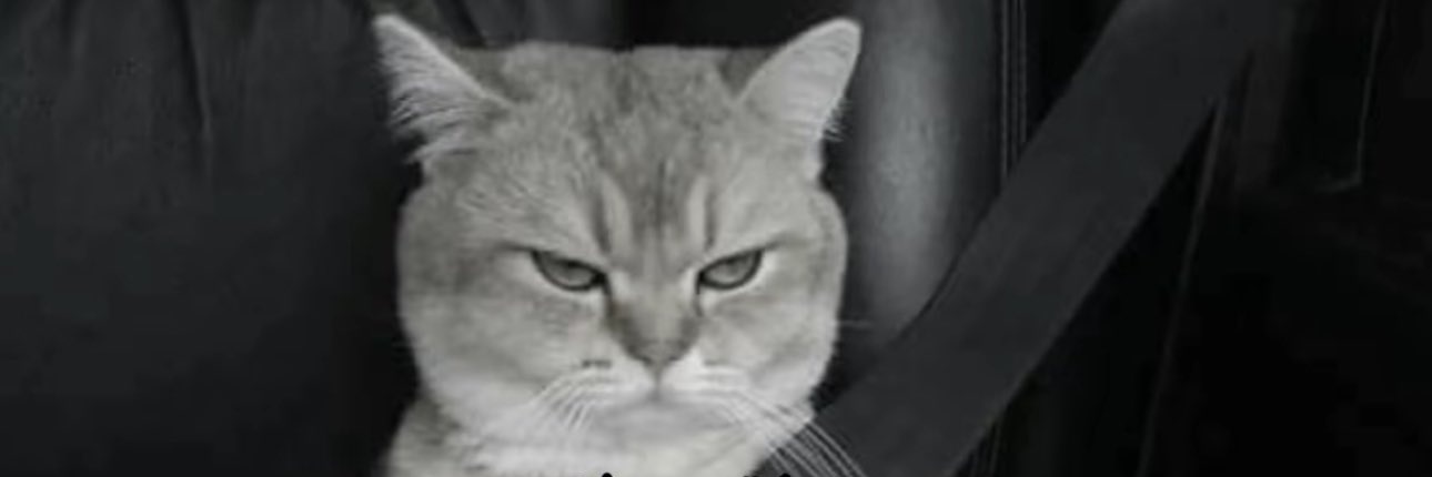 Sarad3na's profile banner image