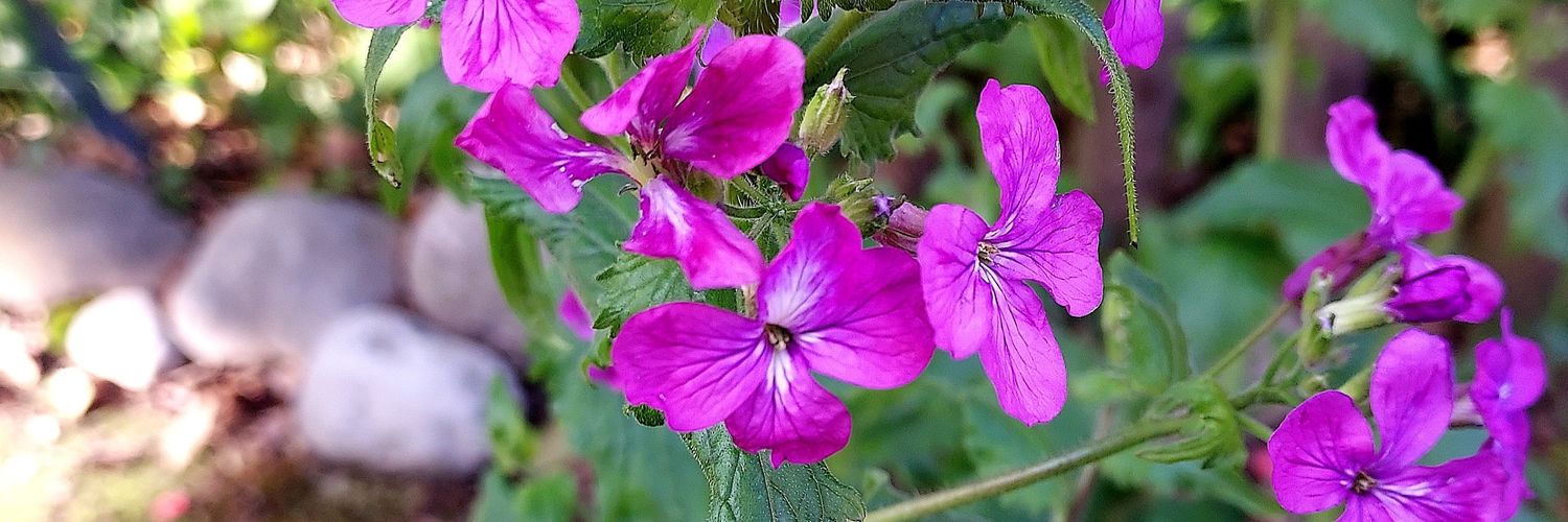 Rosalba Gattari banner