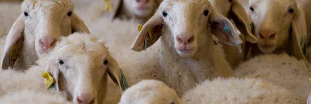 Marqués de Mendiola banner