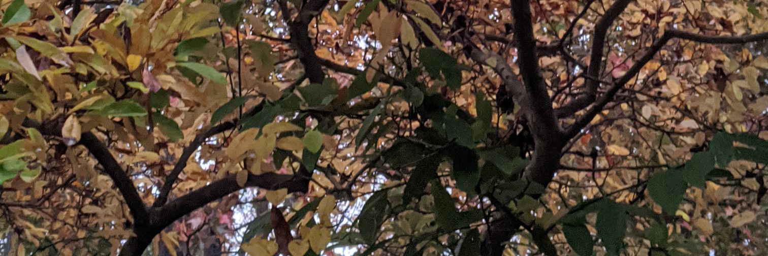 When-Dee Morrison banner