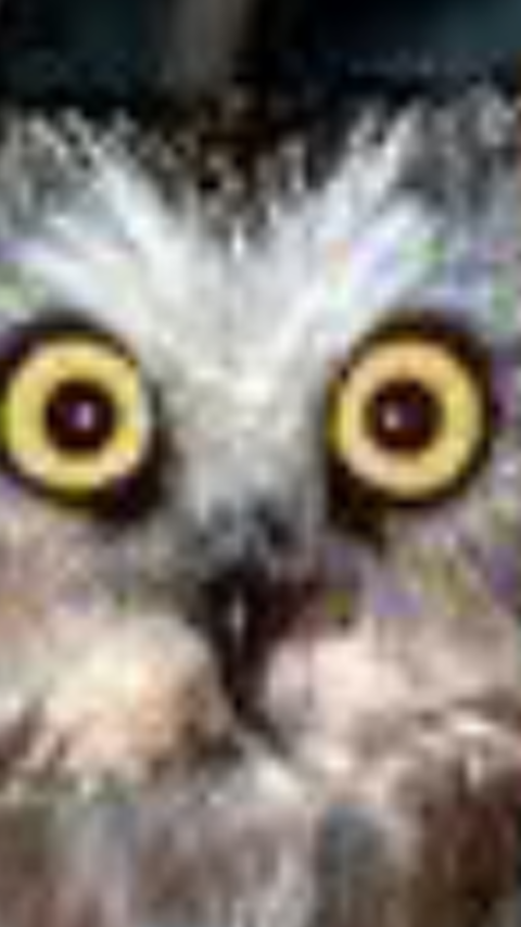 Zon banner