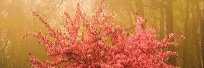 janamotsa's profile banner image