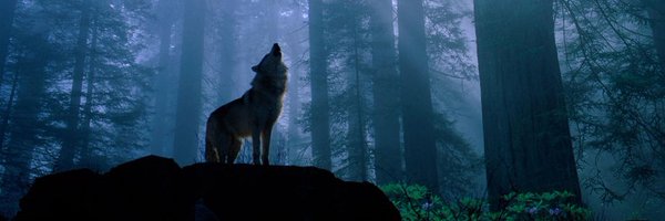 JwolfA Profile Banner
