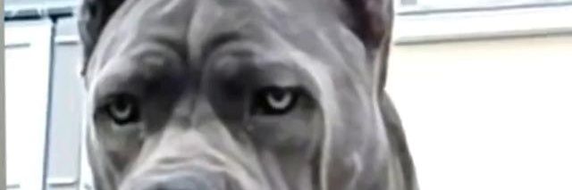Ifere Onazi banner