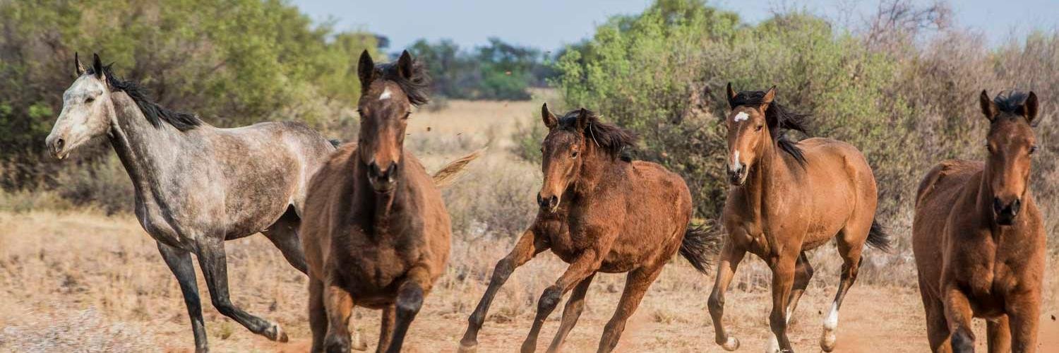 Mauritzfontein banner
