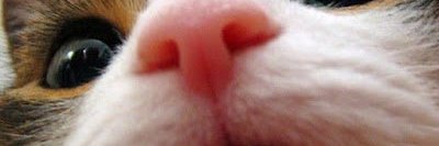 BadMerrveee's profile banner image
