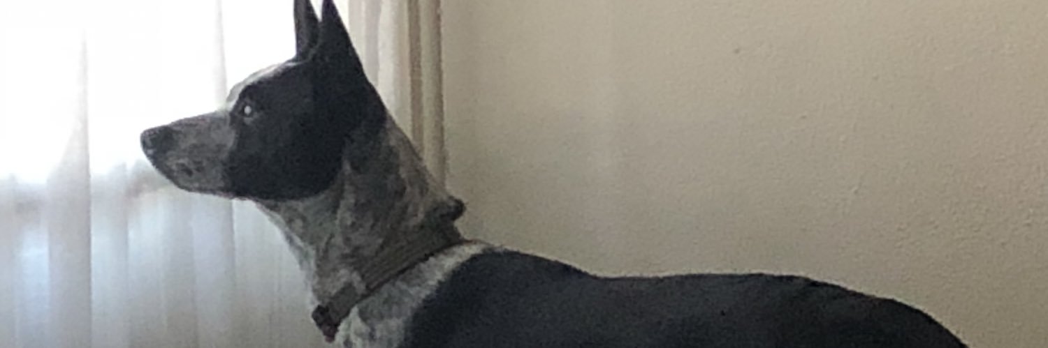 dazdude1's profile banner image