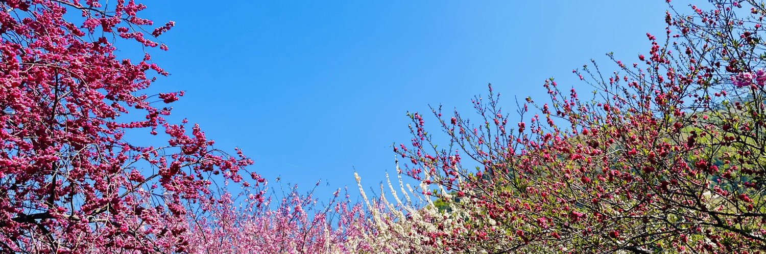 shellyyuya's profile banner image