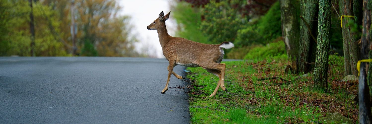 Bob ❝𝕋𝕖𝕔𝕙𝕟𝕠 ℍ𝕠𝕒𝕣𝕕𝕖𝕣❞ Mahar banner