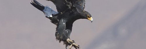 grtrader03's profile banner image