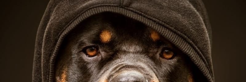 PekePost's profile banner image