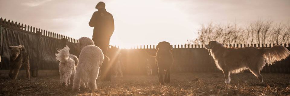 k9_anytime's profile banner image