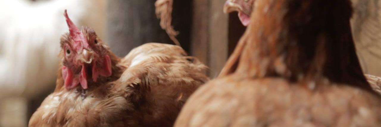 Tower Hill Stables banner