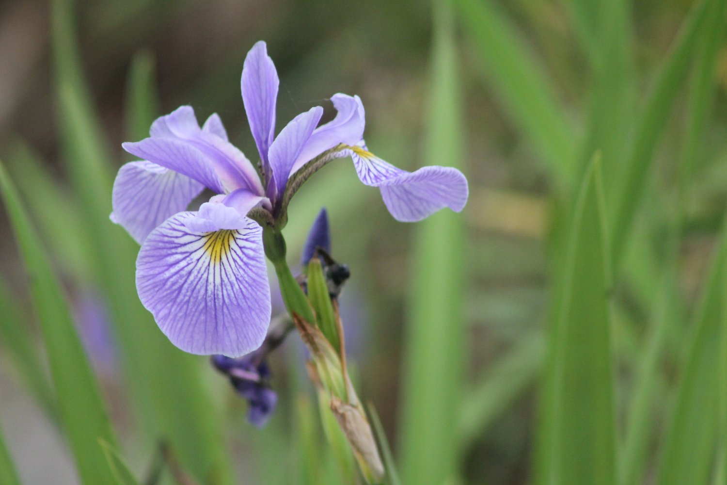 Lower Trent CA banner
