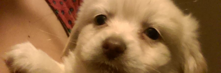 TQuicao's profile banner image