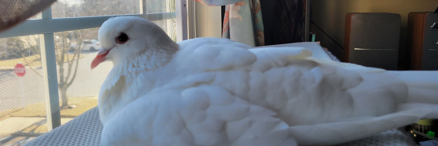 chonkyfirebird's profile banner image