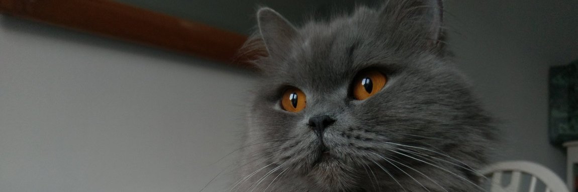 Cynicjon's profile banner image