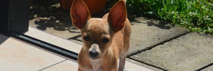 iris_cabezas's profile banner image