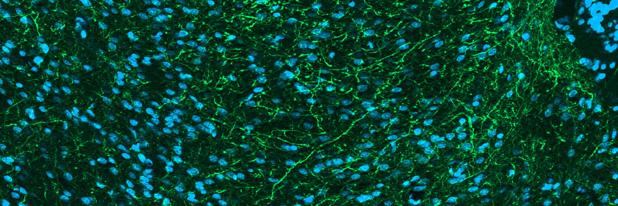 The Janak Lab banner