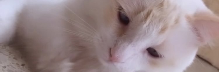 impolomalenpe's profile banner image
