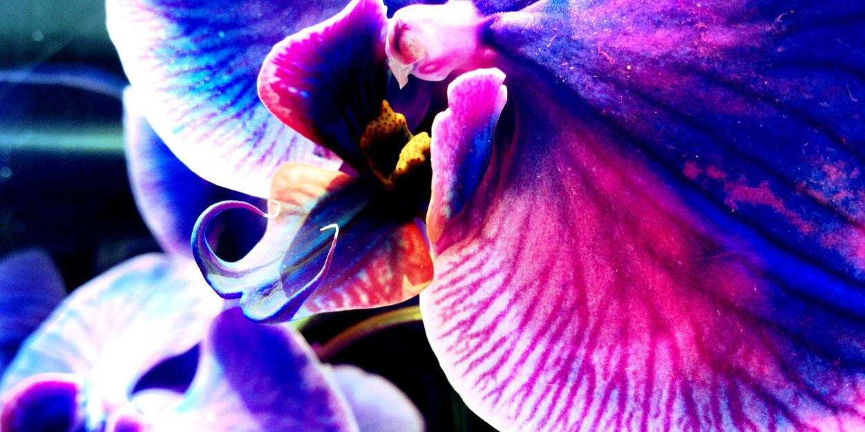 Susan_L_Knox's profile banner image