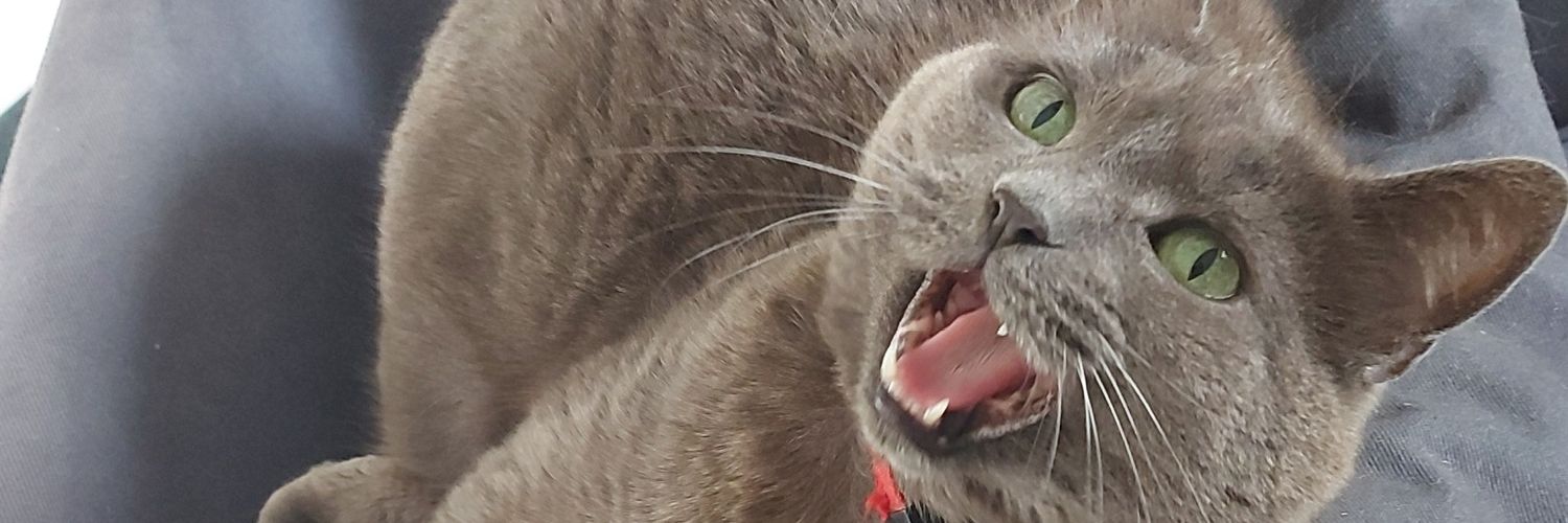 AdopteUnBreton's profile banner image