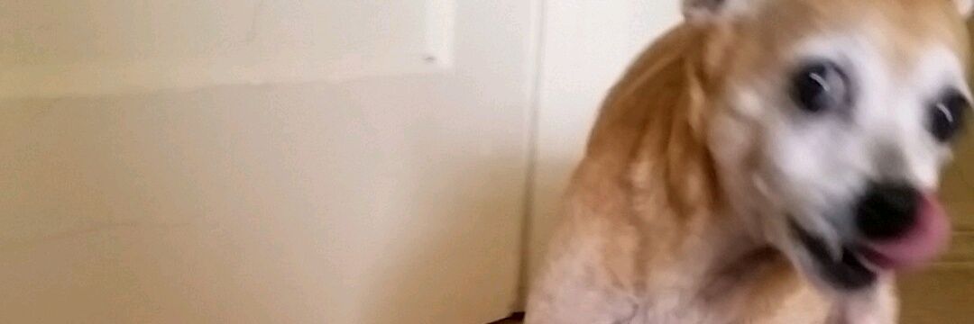 skippyjon911's profile banner image
