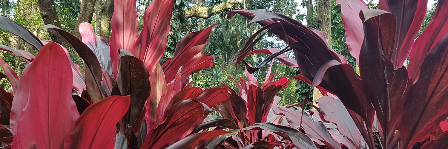 AugustoCoaracy's profile banner image