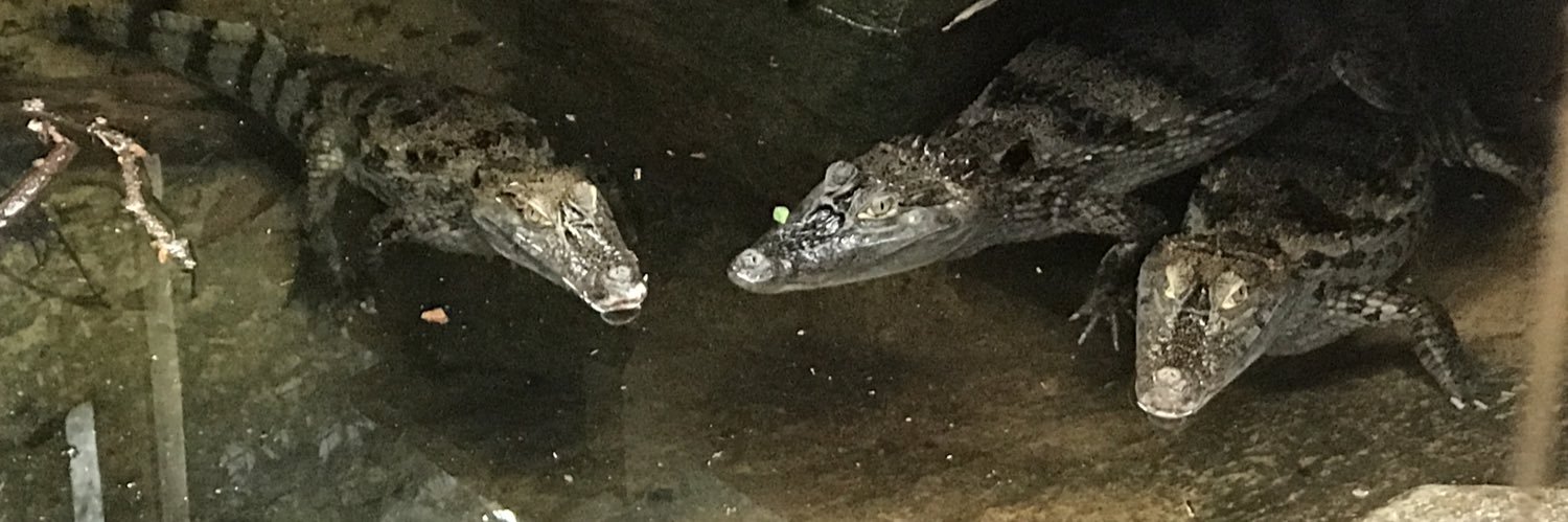 BankCroc's profile banner image