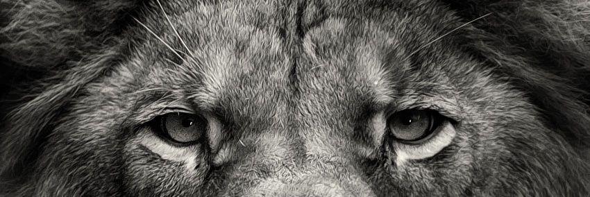 vicohernandezd's profile banner image