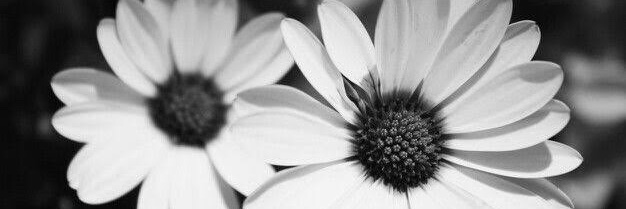 traceyd81's profile banner image