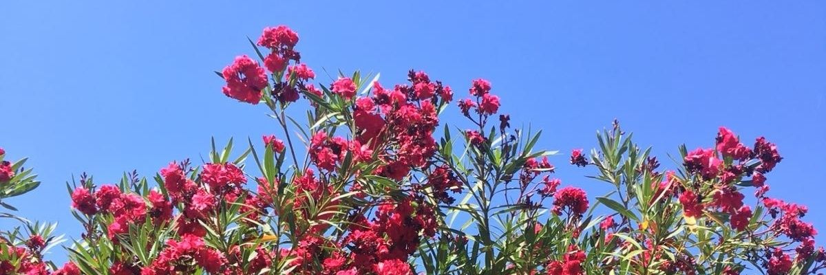 afrivperez's profile banner image