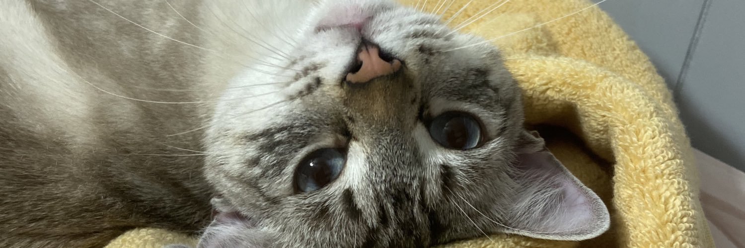 calliestormsss's profile banner image