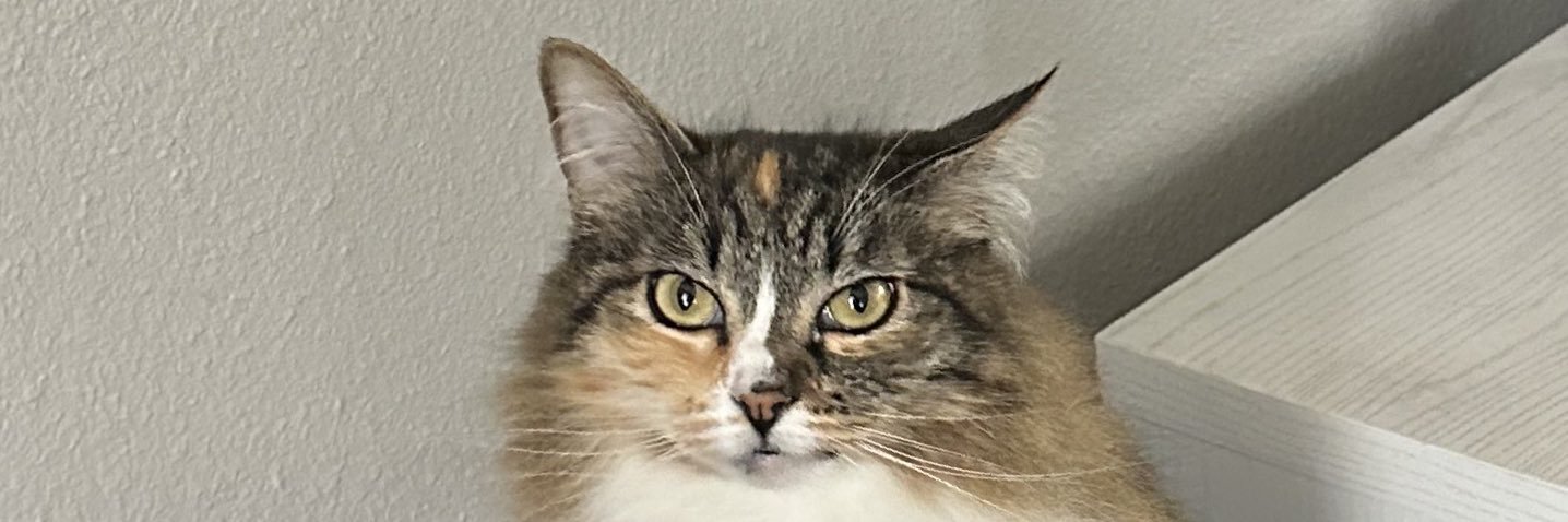 jenluhoo's profile banner image