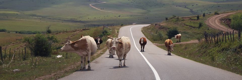 pietro barabino banner
