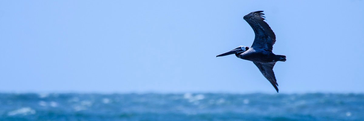bobwatsonphd's profile banner image