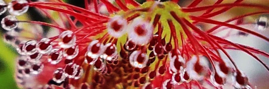 SoyCebra's profile banner image