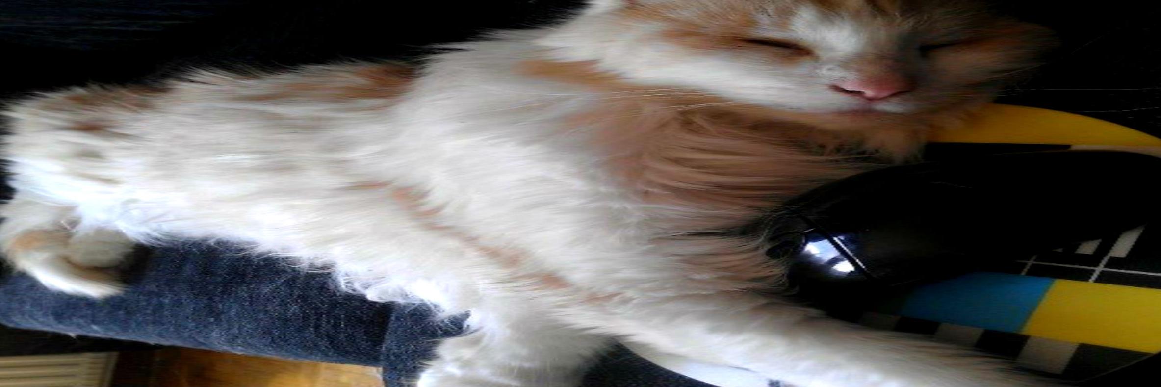 schnitzld's profile banner image